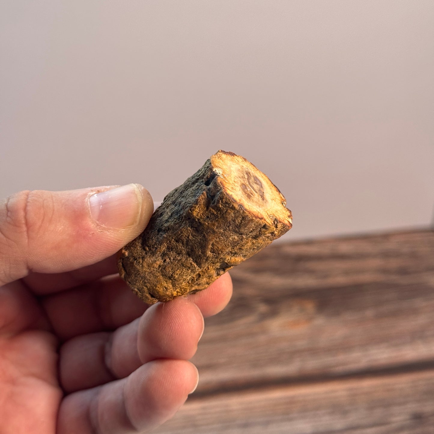 Versteinertes Holz BL9