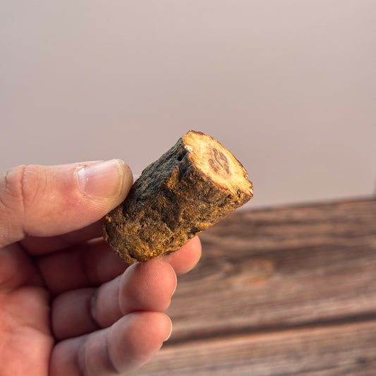 Versteinertes Holz BL9