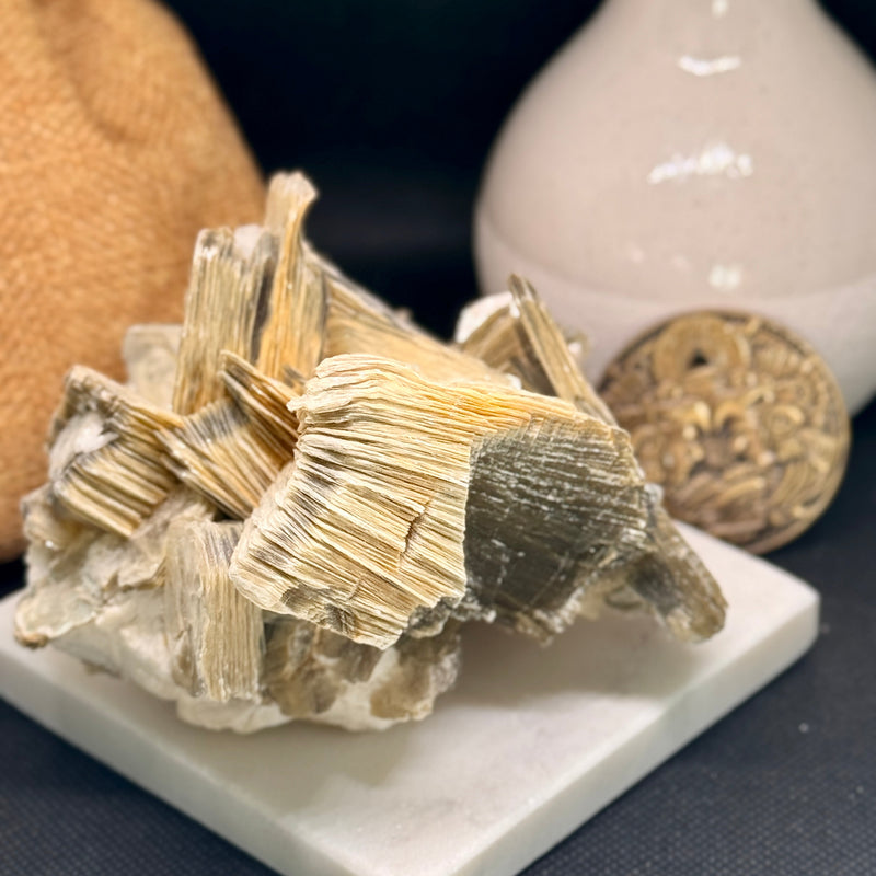 Alle Specimen