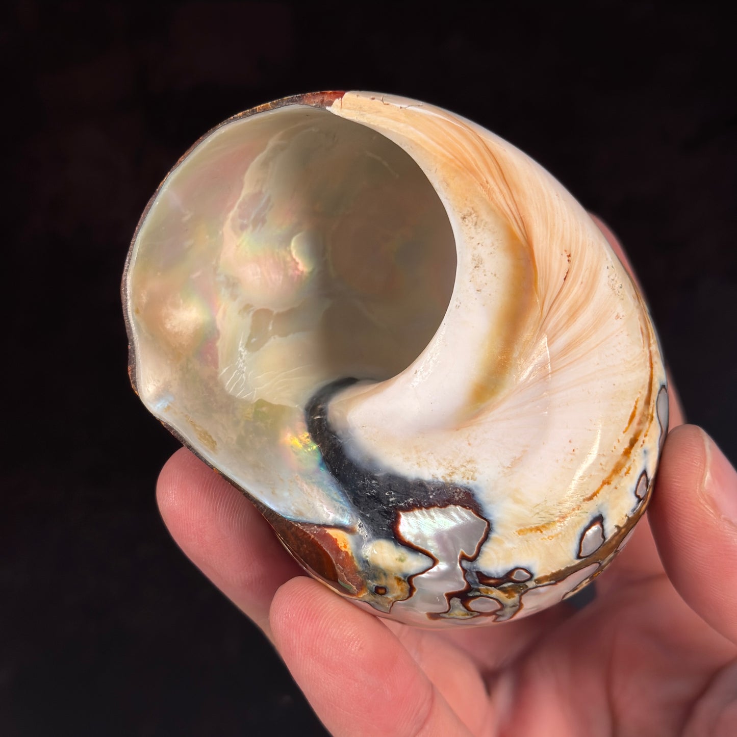 Afrikanische Turbanschnecke Muschel GBA015