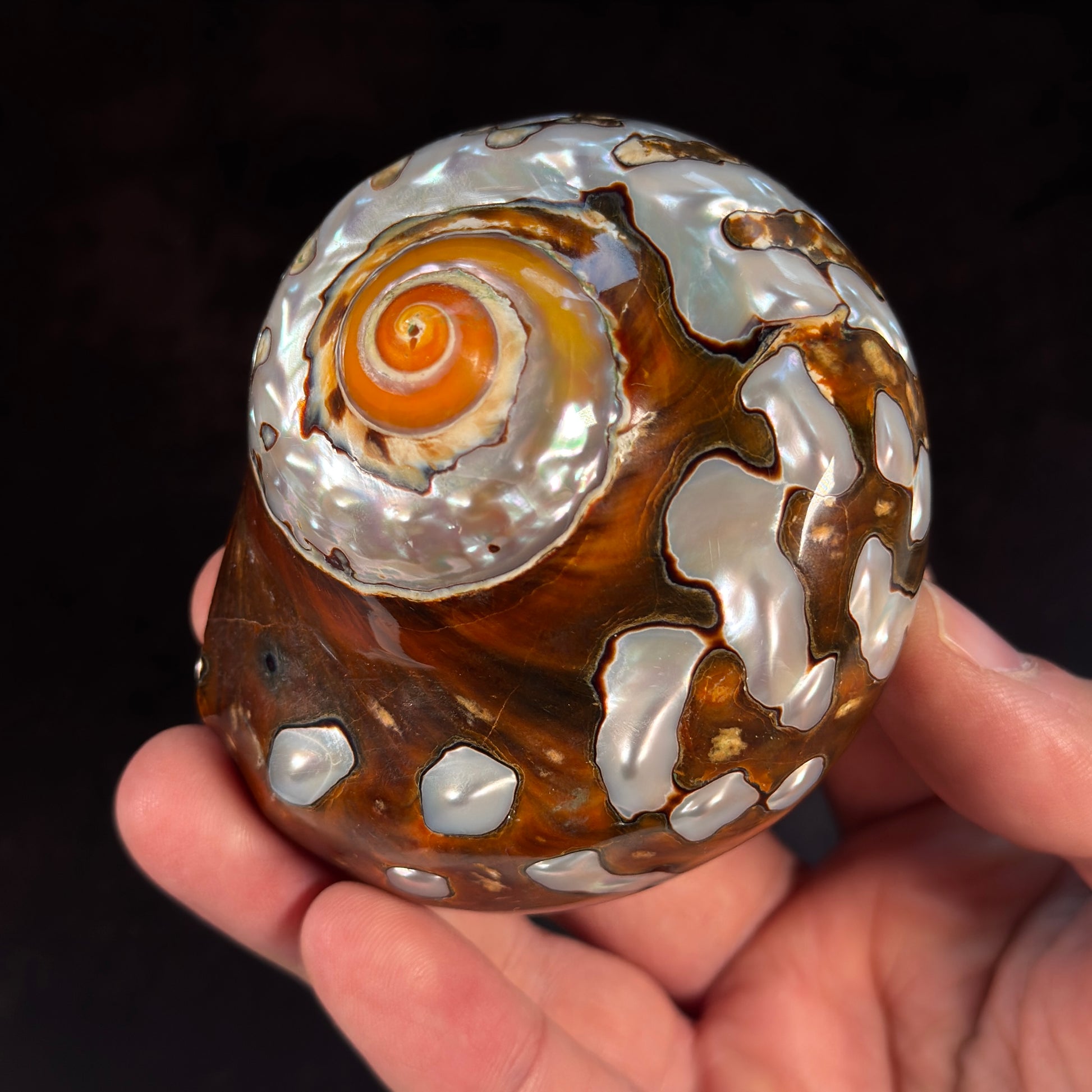 Afrikanische Turbanschnecke Muschel GBA015